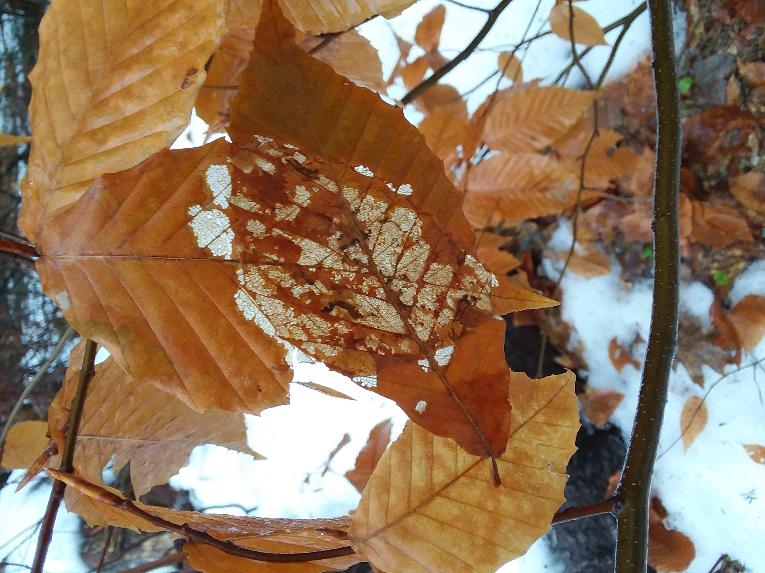 20181222_083713.jpg