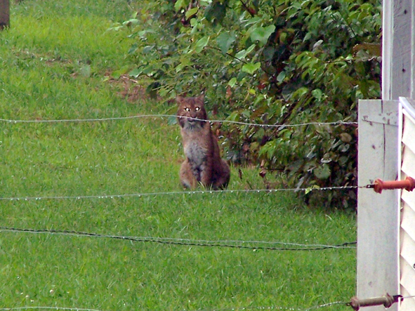 Bobcat by shelter1 crop Aug. 2006.jpg