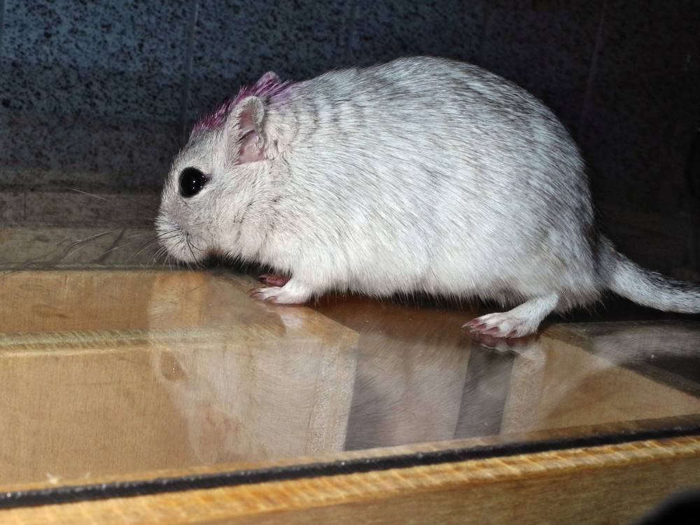 Rennmaus Bild des Tages
