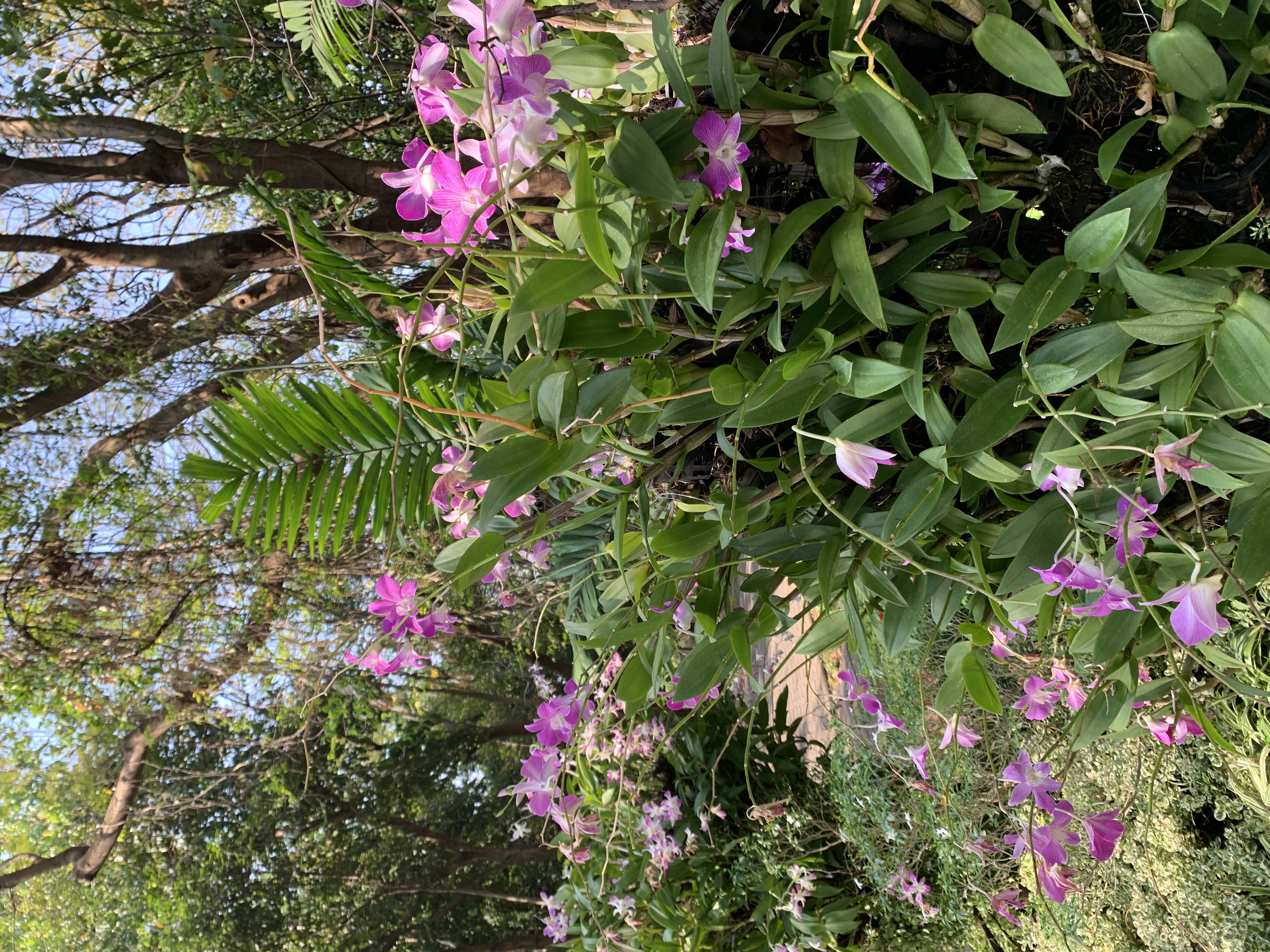 Queen Sirikit Park512.jpg