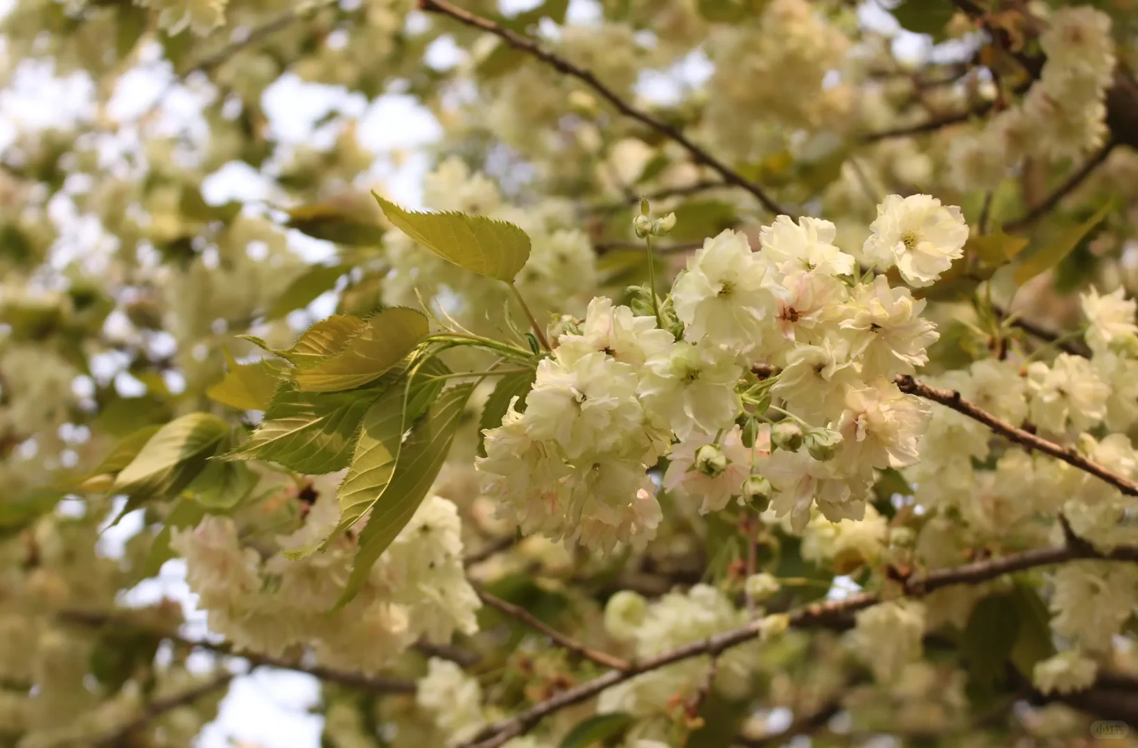 239.webp