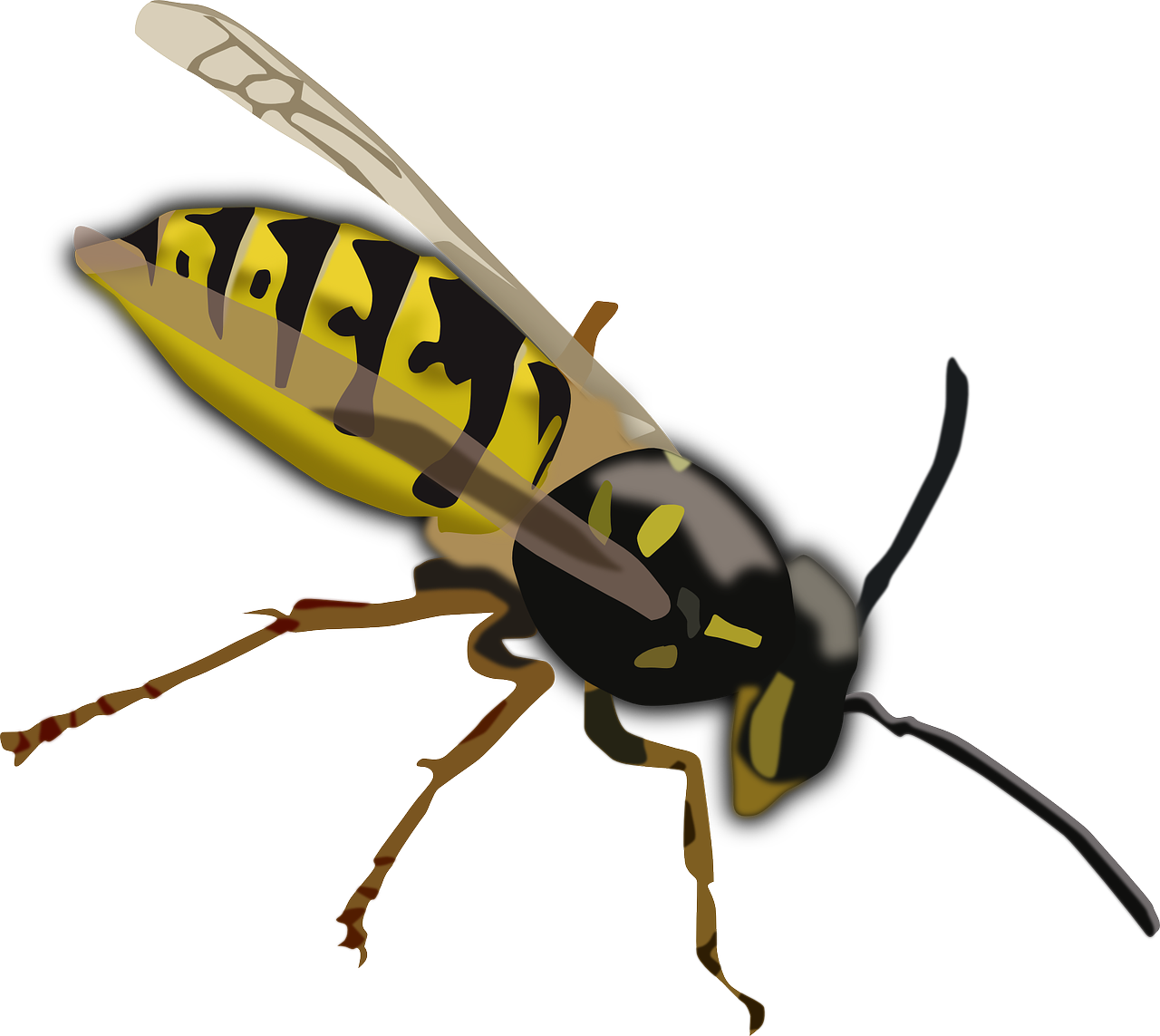 wasp-152849_1280 copy 2.png