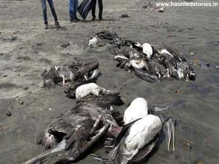 birds-died-in-Jatinga-Assam.jpg
