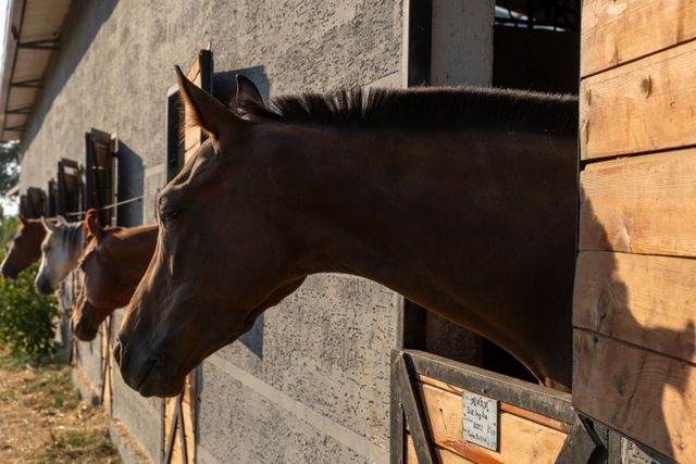 pexels-cagri-selcuk-526331916-33703992.jpg