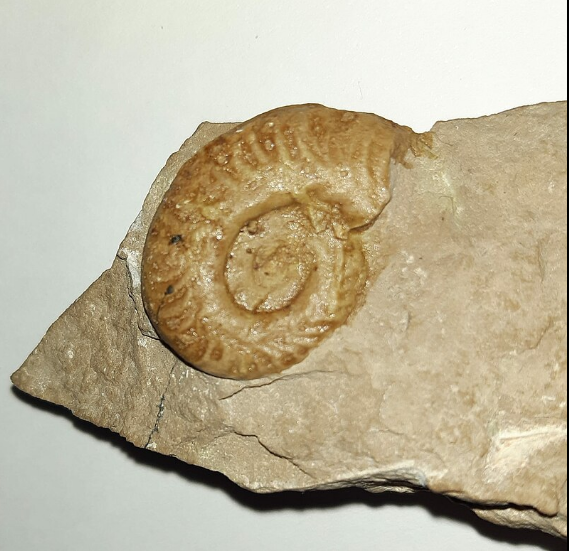 Hildoceras.png