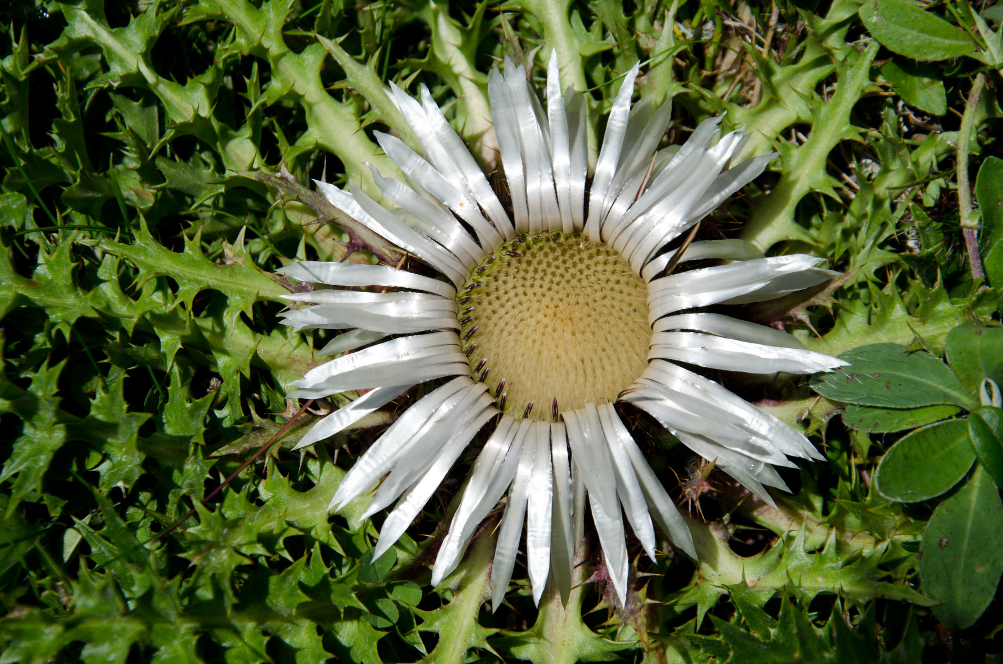 DSC_3705.jpg