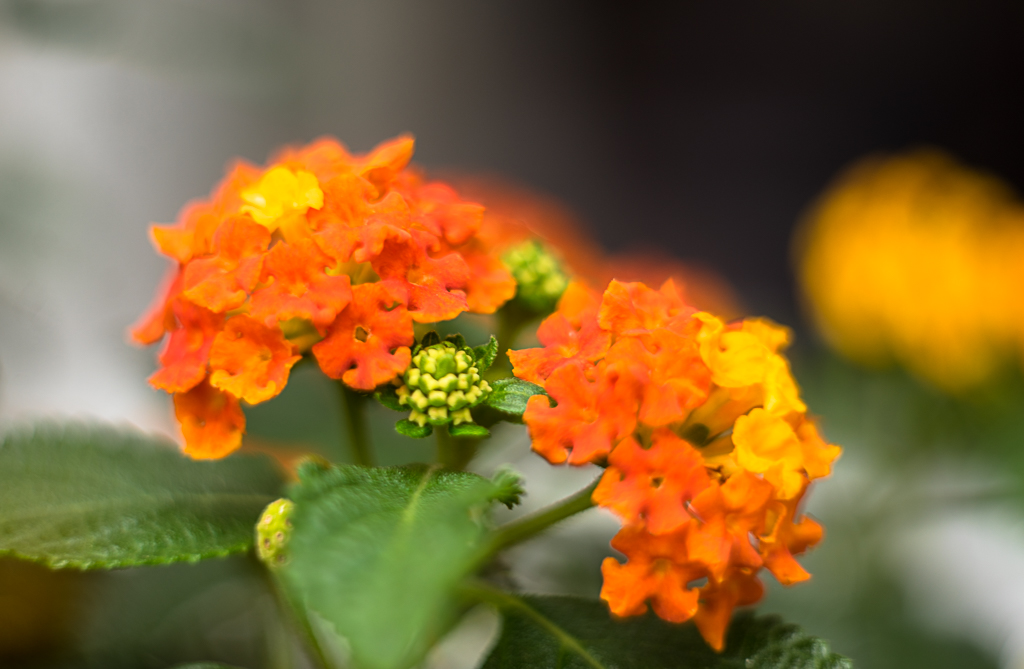 20-06-2018-flowers-lantana-06489.jpg