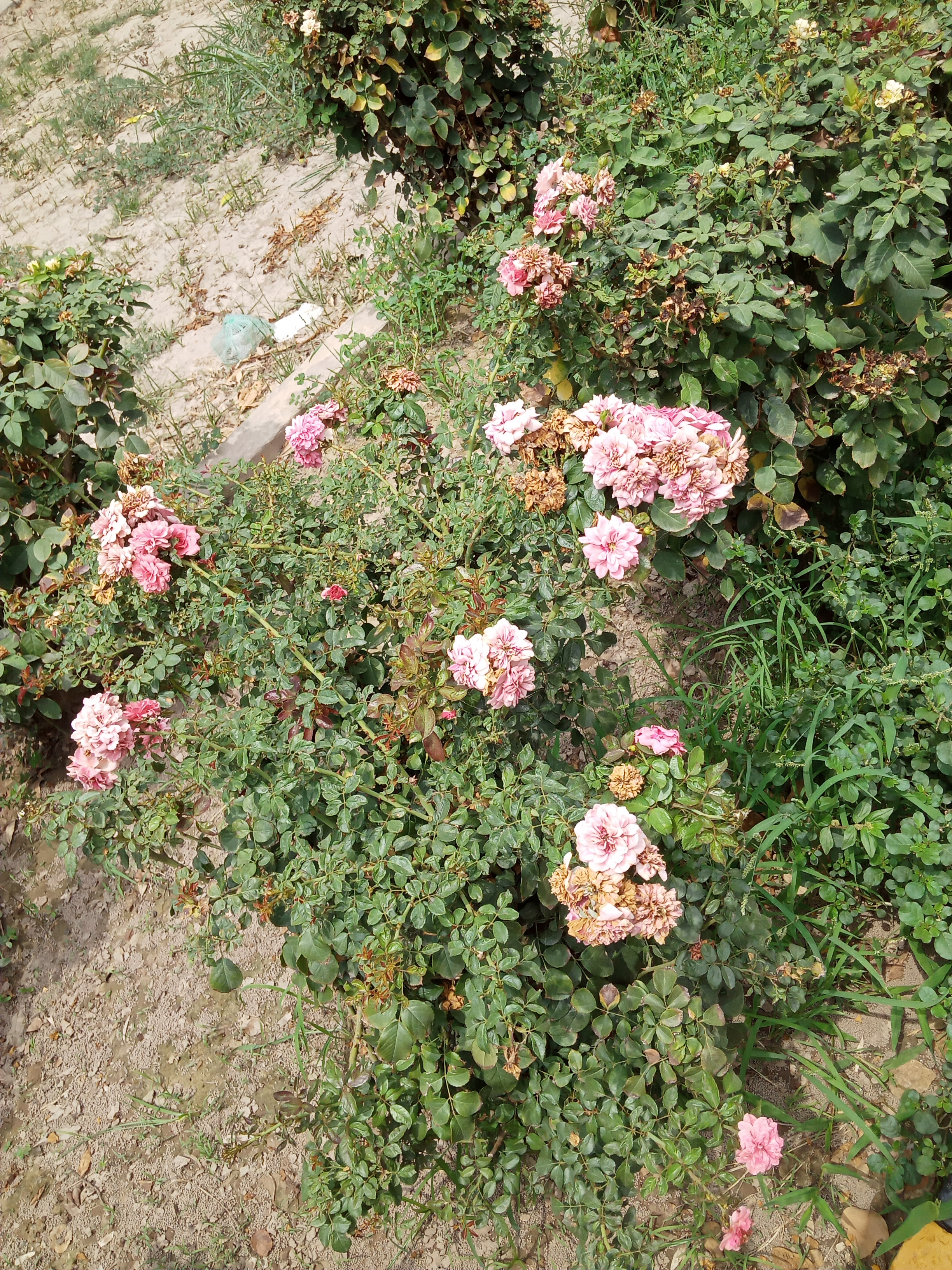 IMG20210727124838.jpg