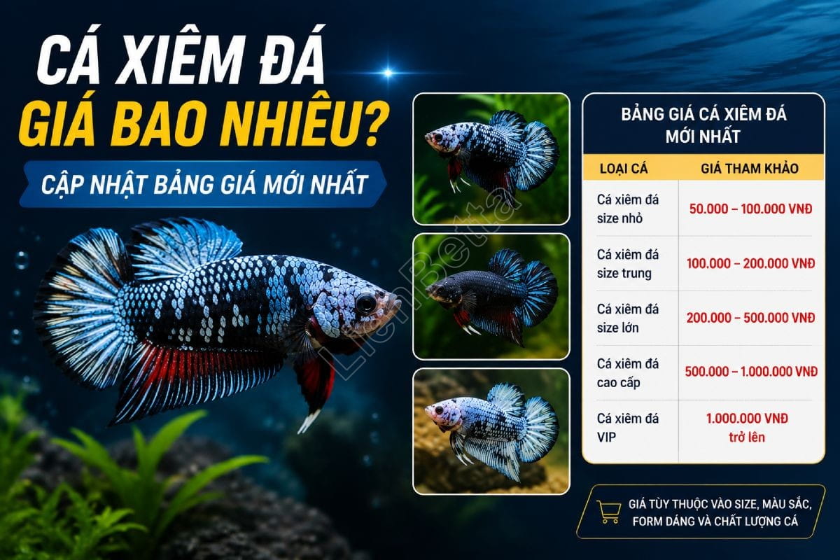 how-much-does-a-fighting-betta-cost-latest-price-guide (1).jpg