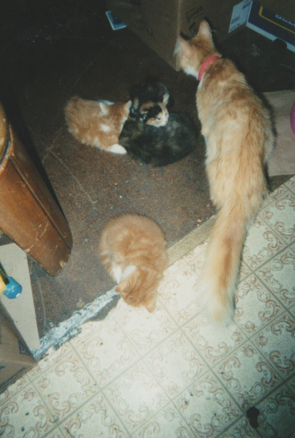 Pets 2019-02-01 - Friday - 05:02 PM PST LMS JA 3pics-3.png