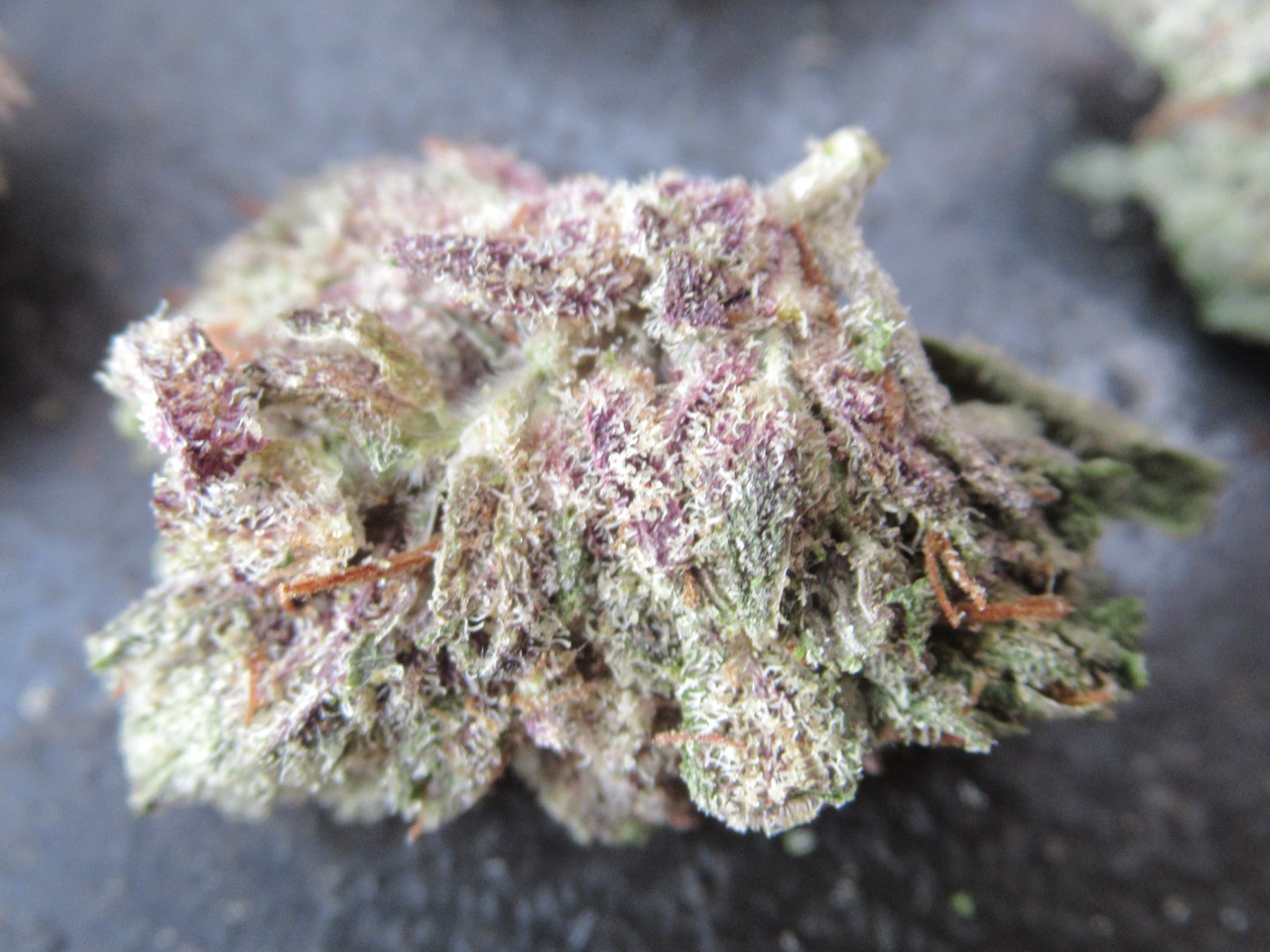 microsplitfrontpurple.jpg
