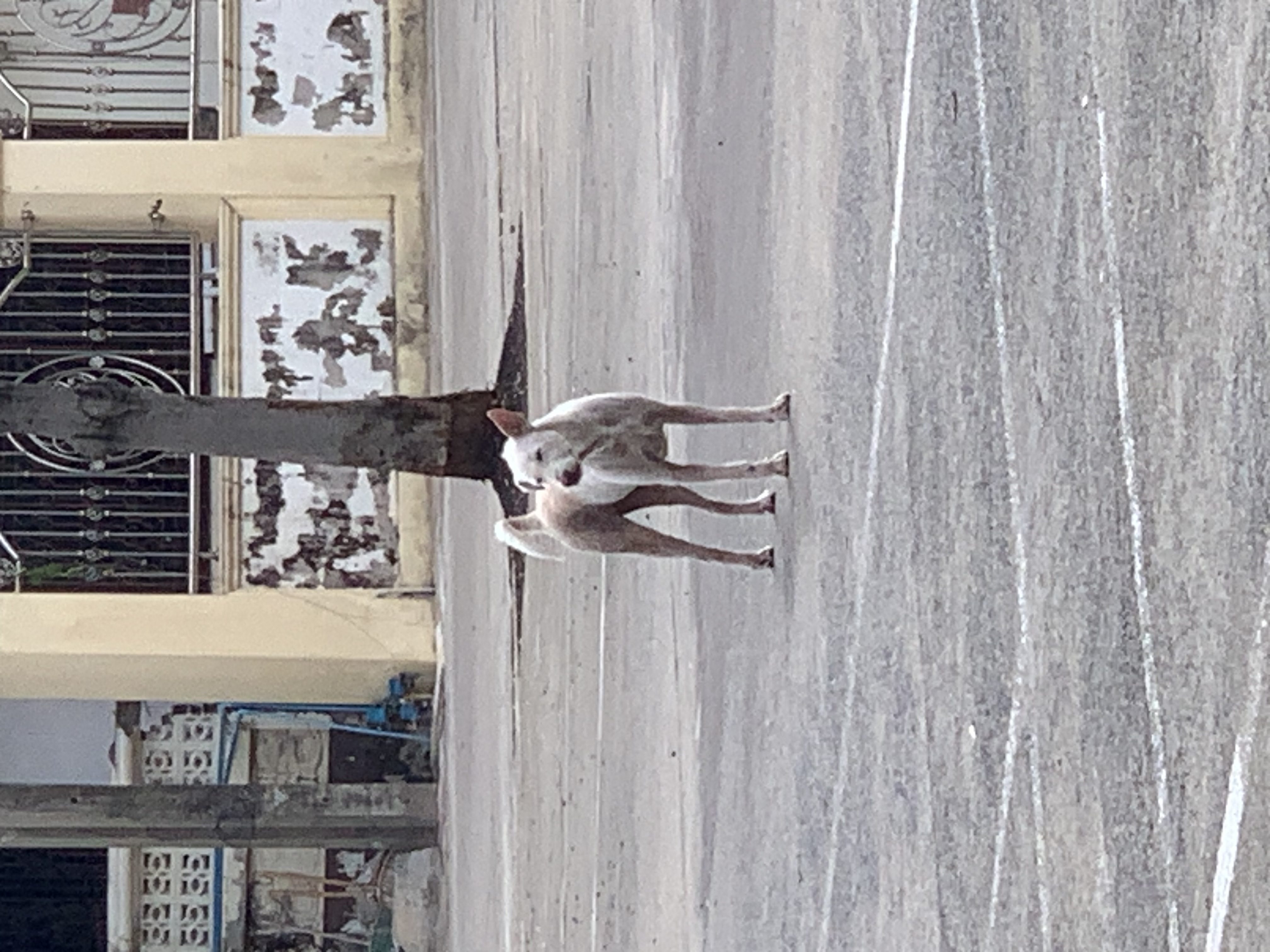 dog.jpg