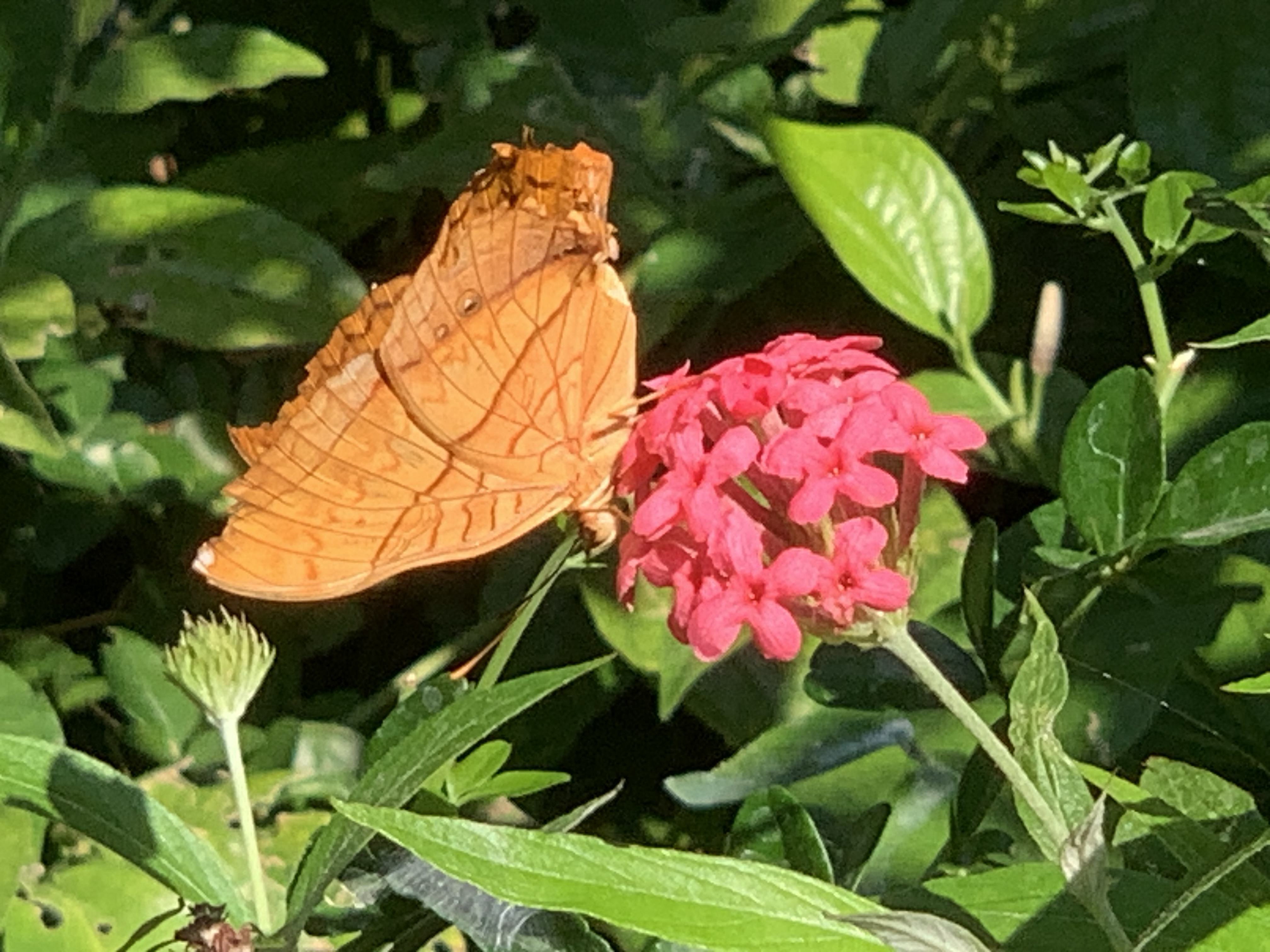 Bangkok Butterfly Garden & Insectarium126.jpg
