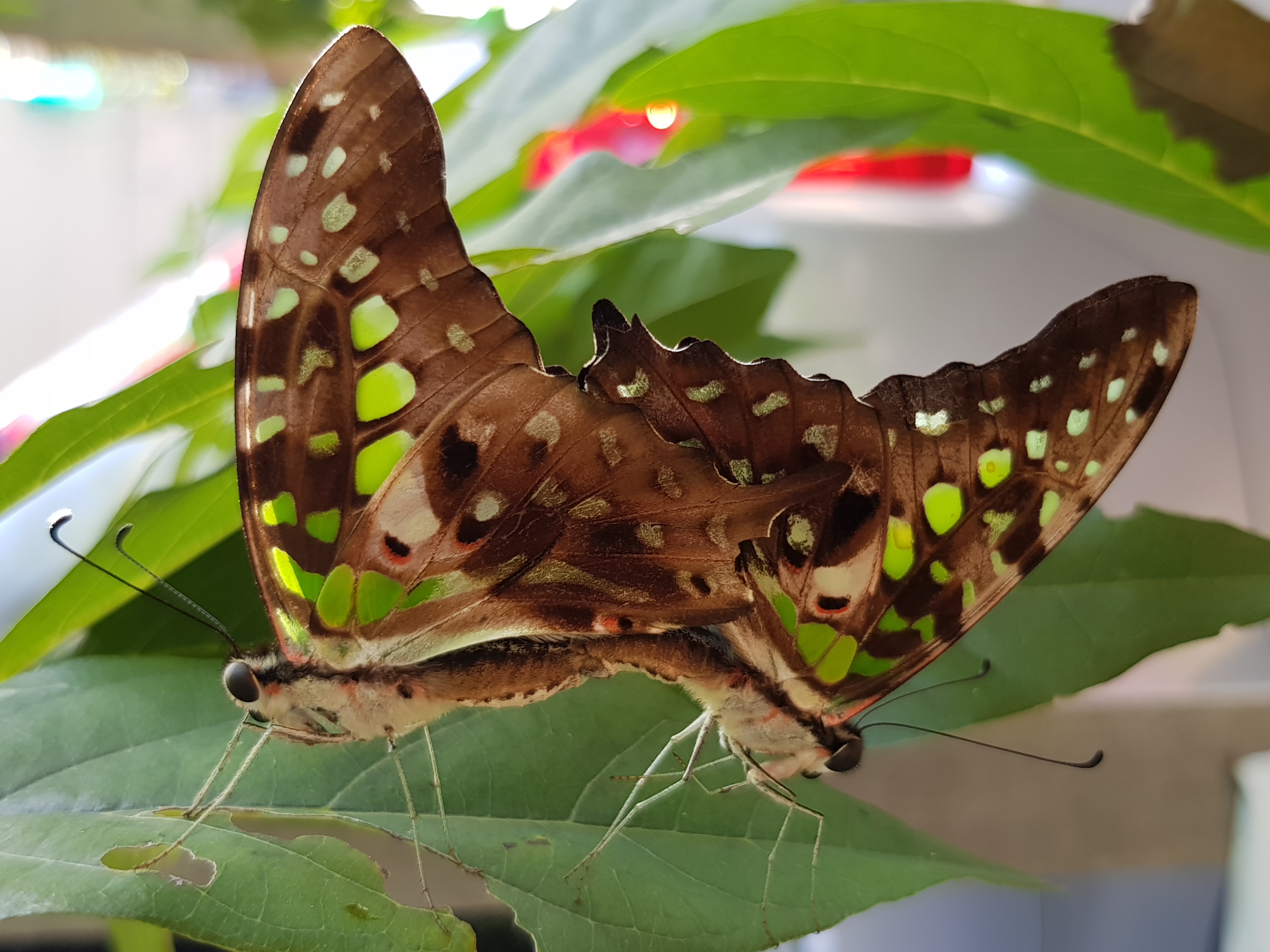 20180608_155736.jpg