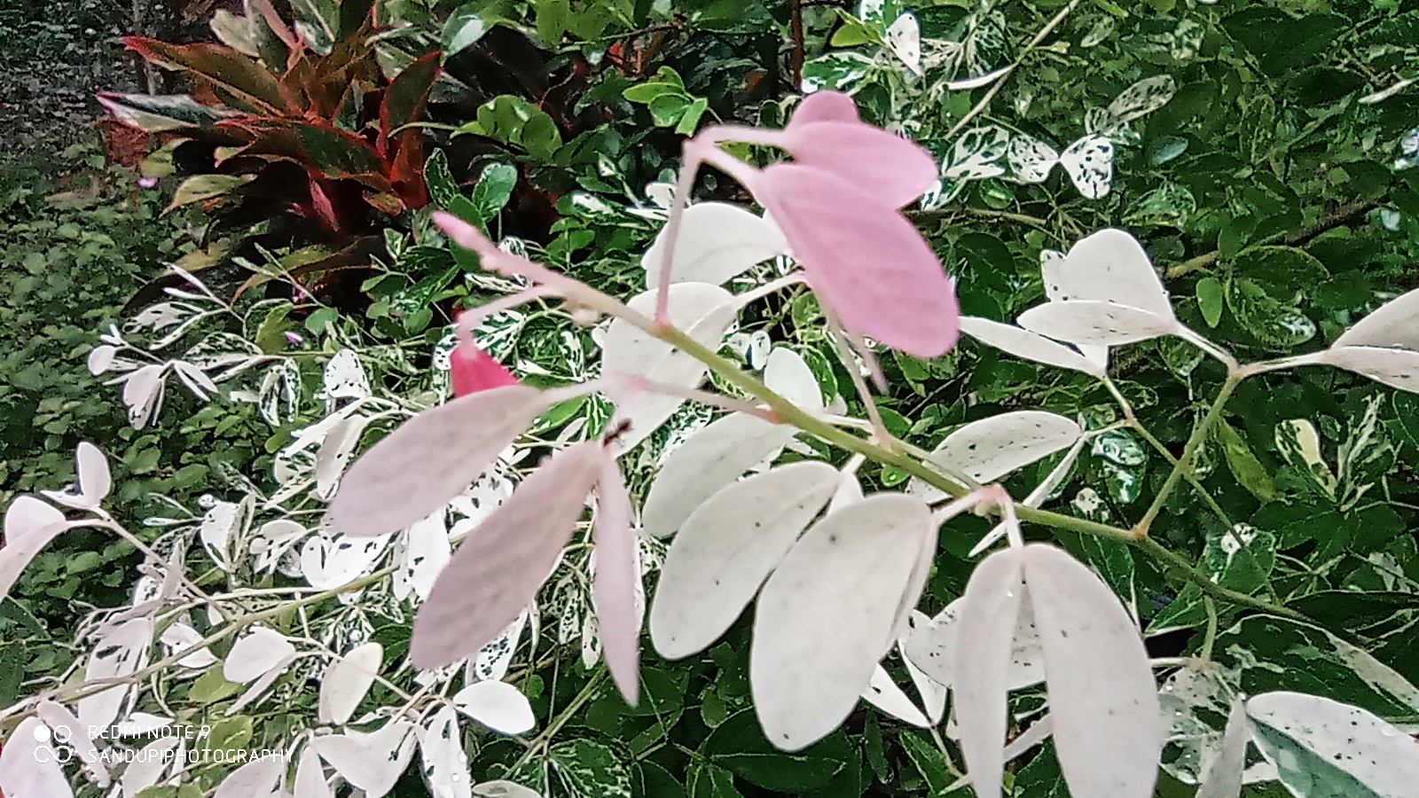 IMG_20201205_075822_1.jpg