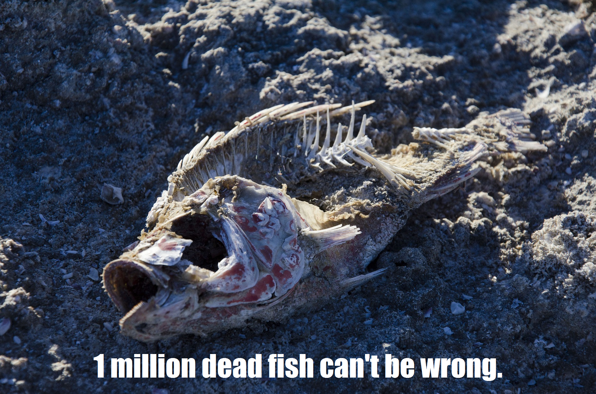 1 million dead fish can't be wrong..png