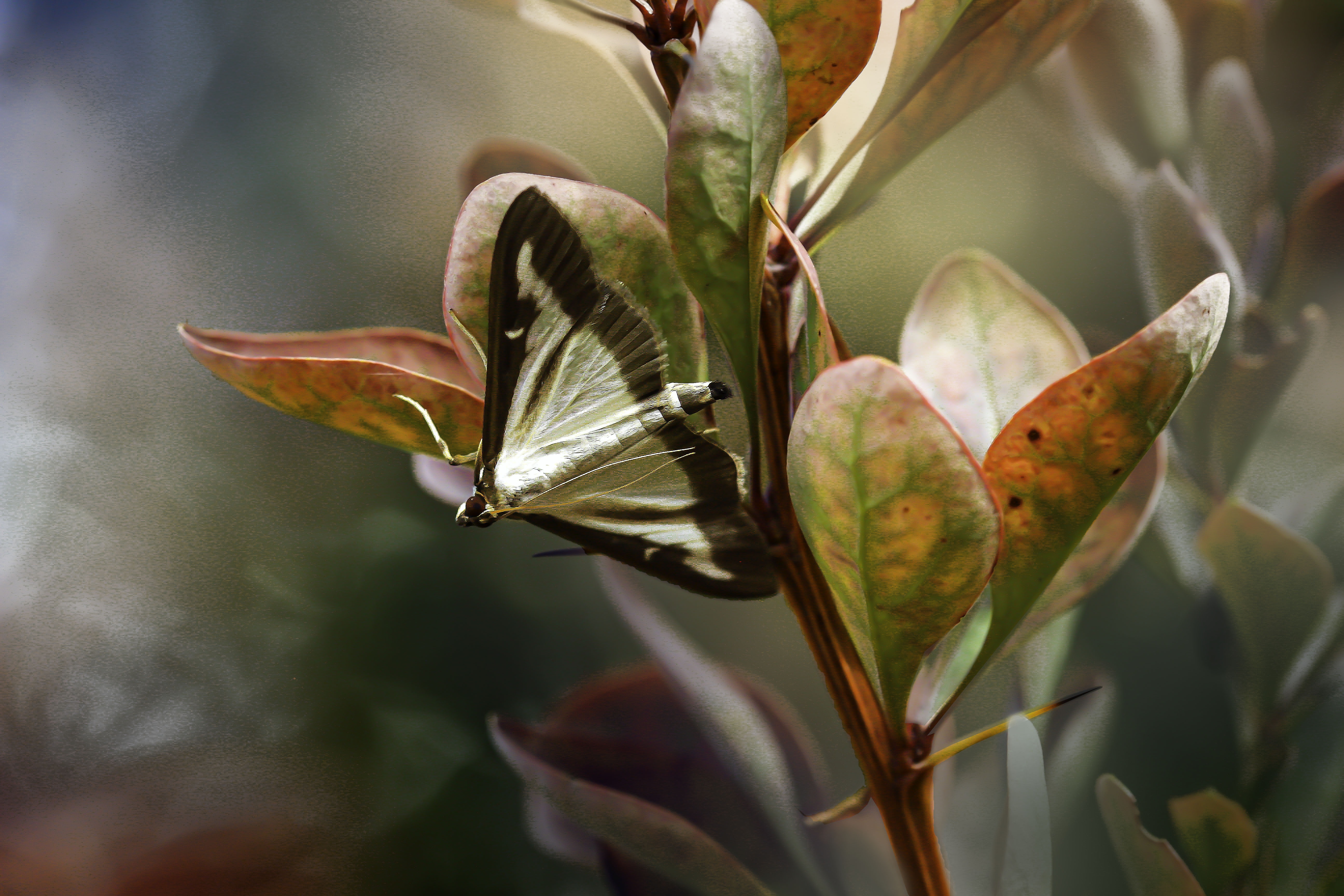 gab-rysia-butterfly-7433586.jpg