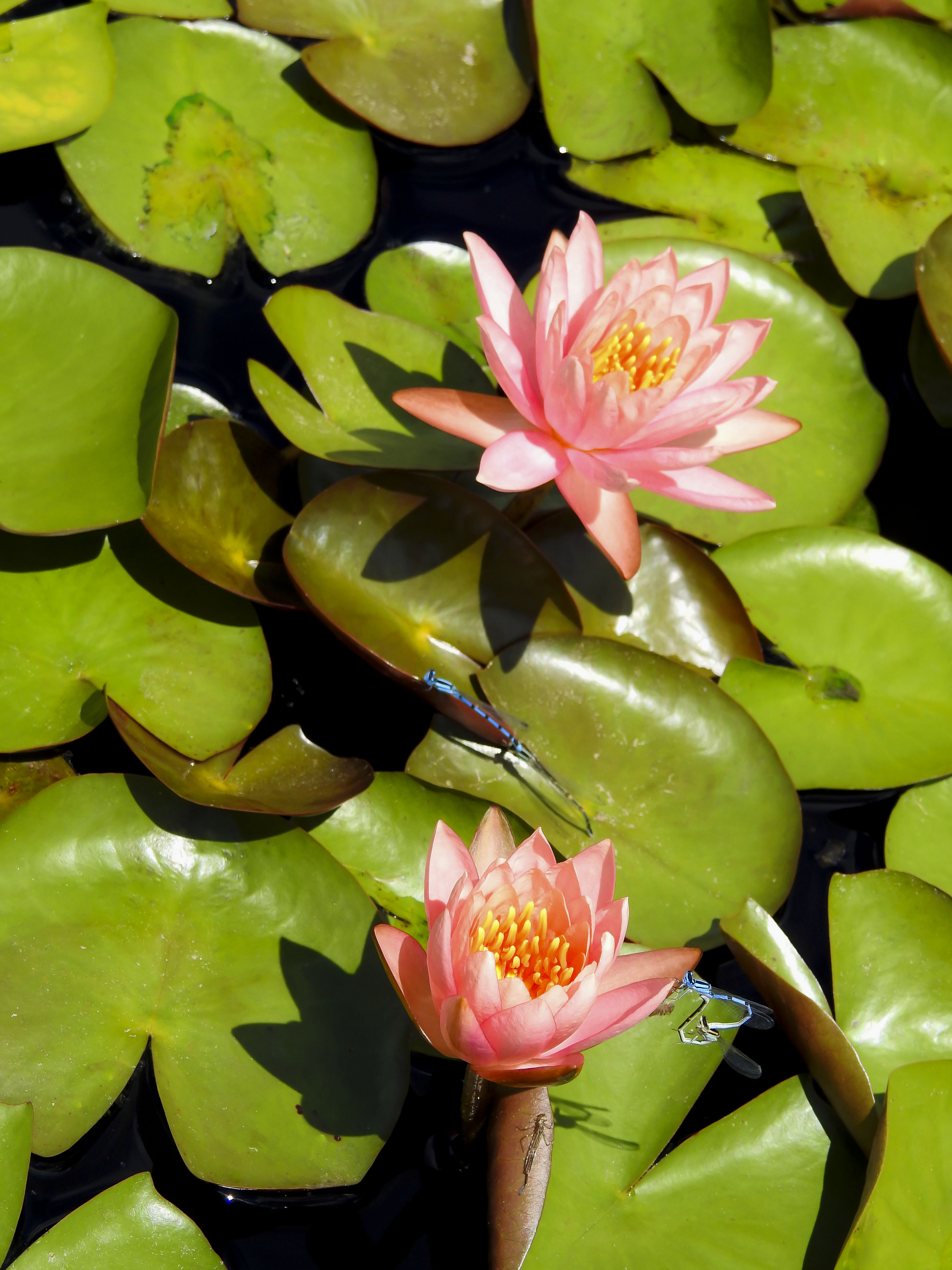 waterlily1_2.jpg