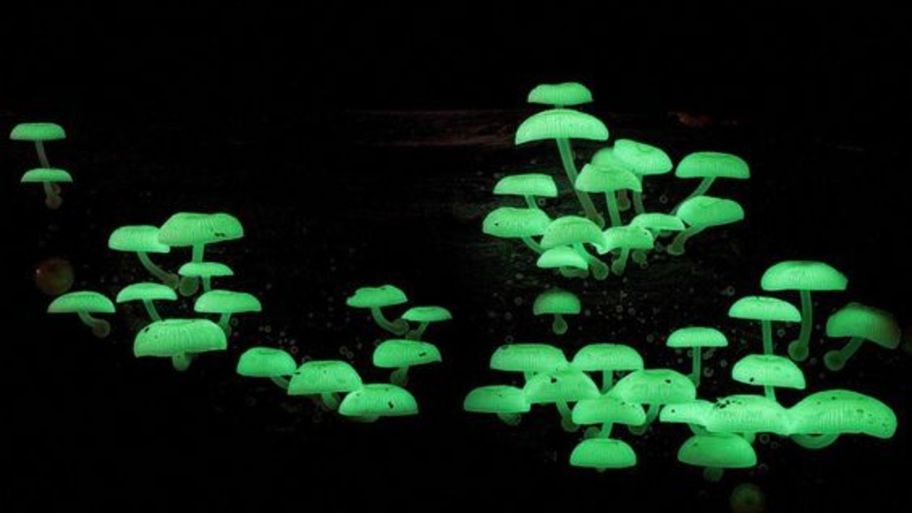 Tipos-de-plantas-que-brillan-en-la-oscuridad-y-le-darán-un-toque-mágico-a-tu-casa-3.jpg