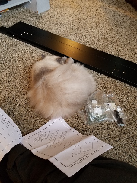 cat help 2 - (peg).jpg