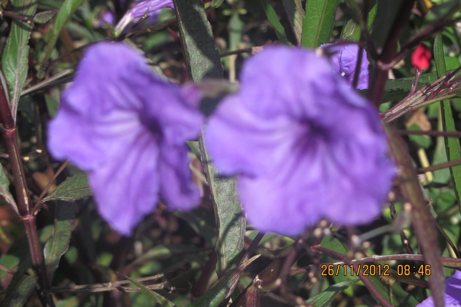 IMG_0162.JPG