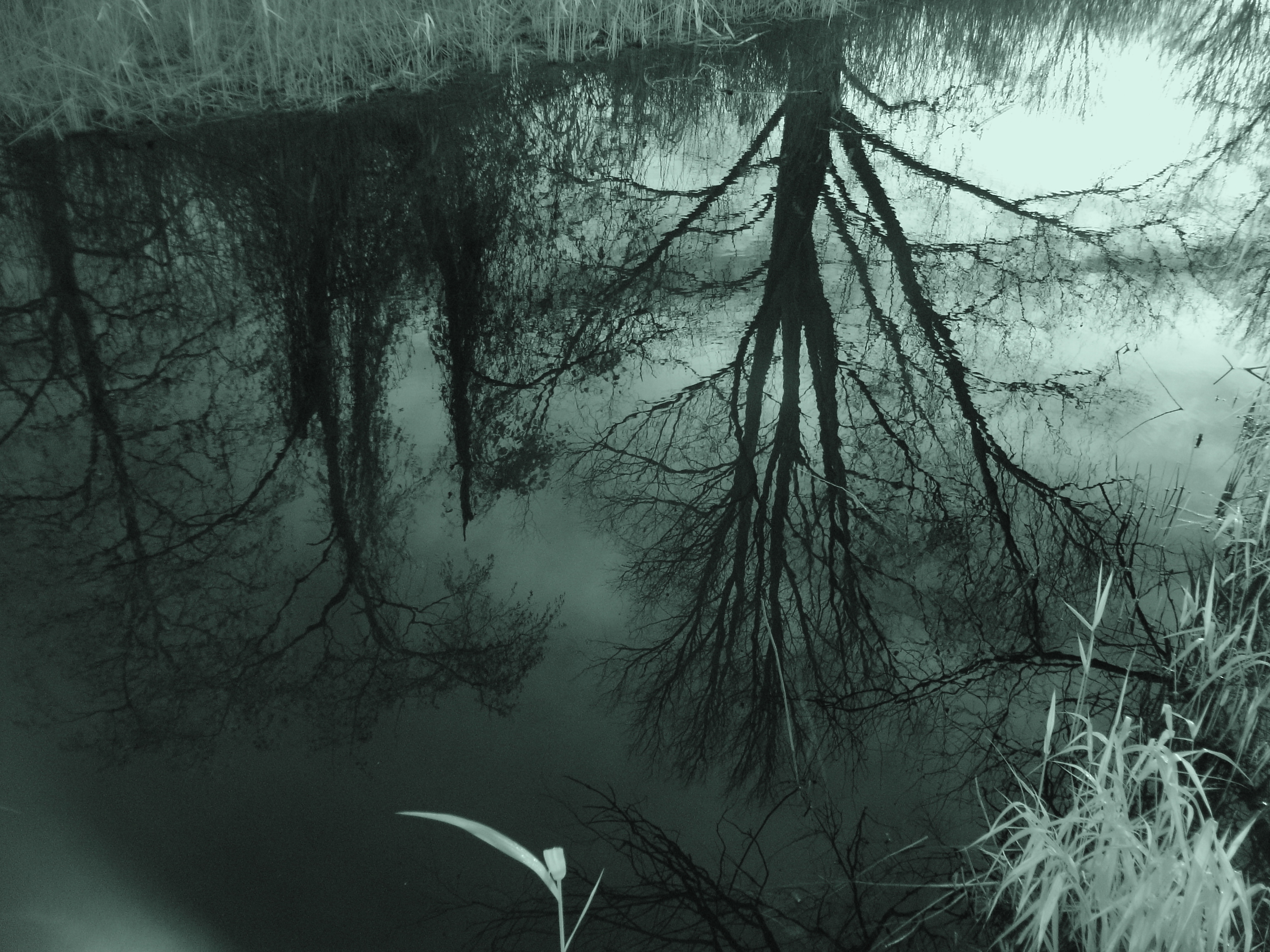 pond