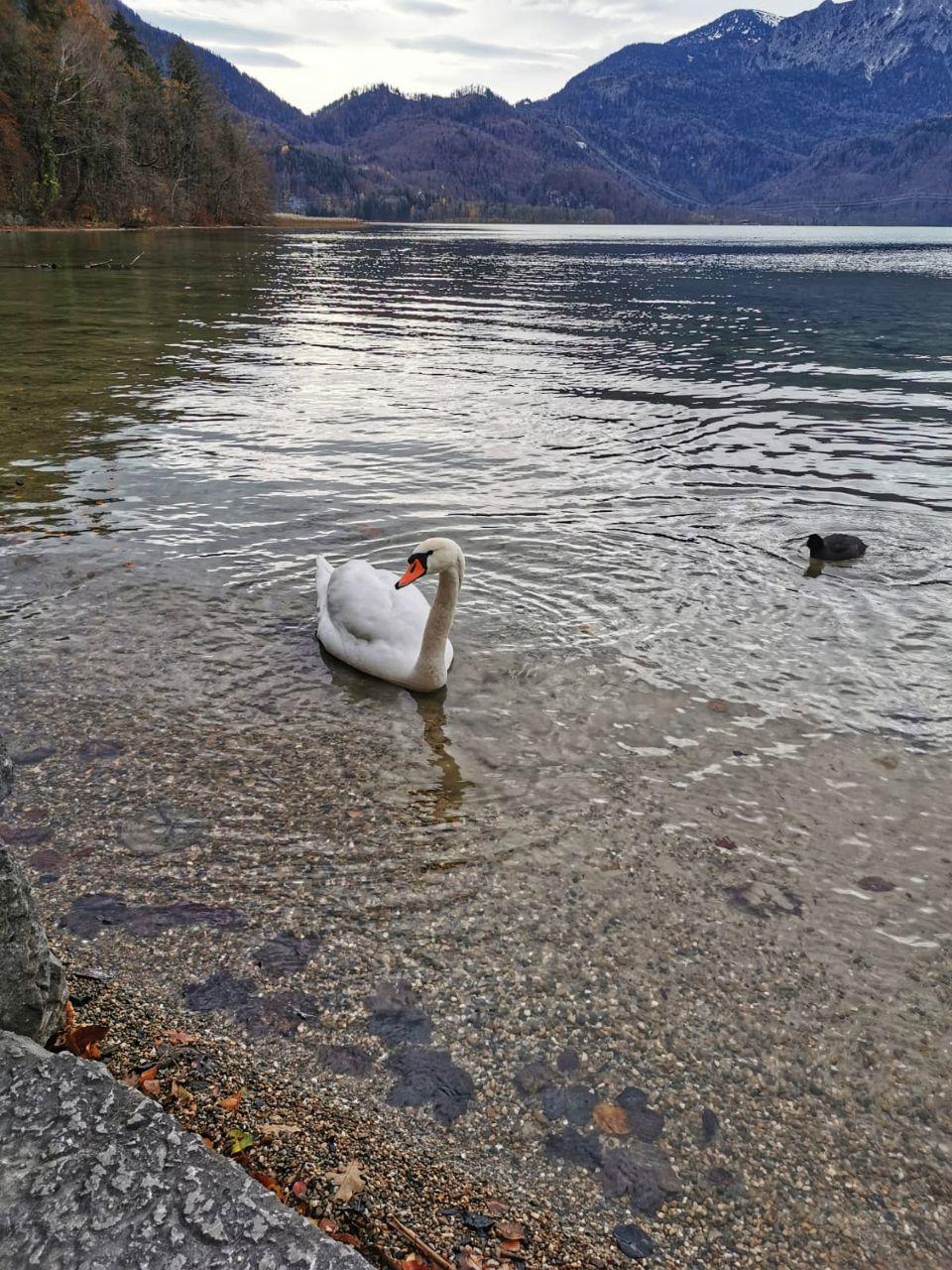 Schwan Kochelsee.jpg