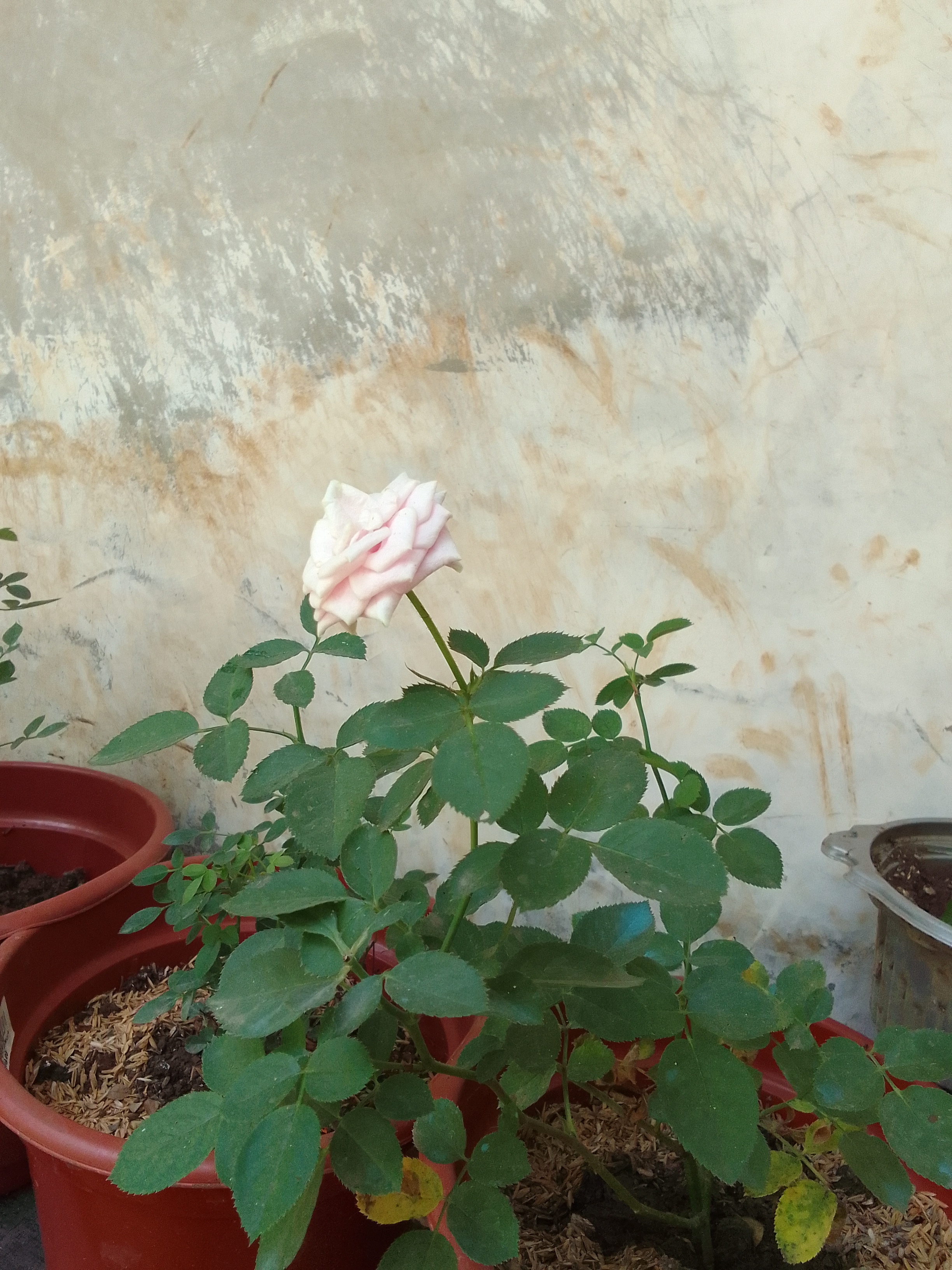 IMG_20210618_130242.jpg