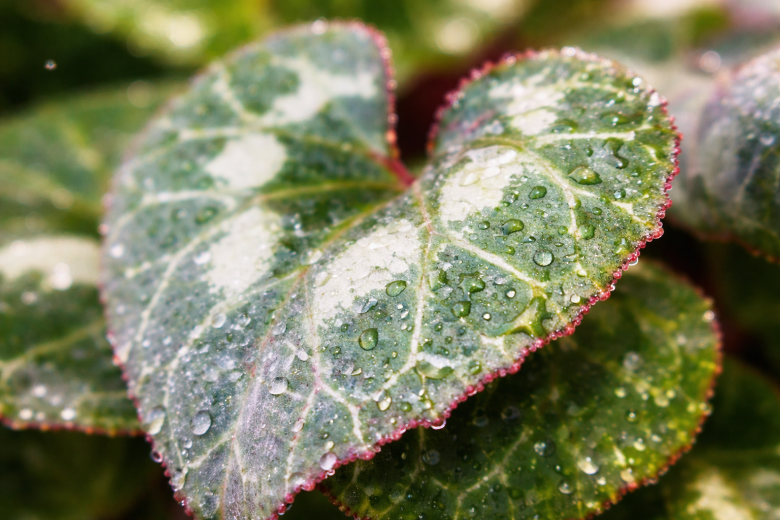 Cyclamen