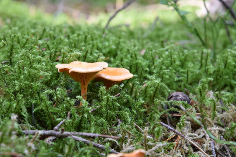 DSC_0087_800.JPG