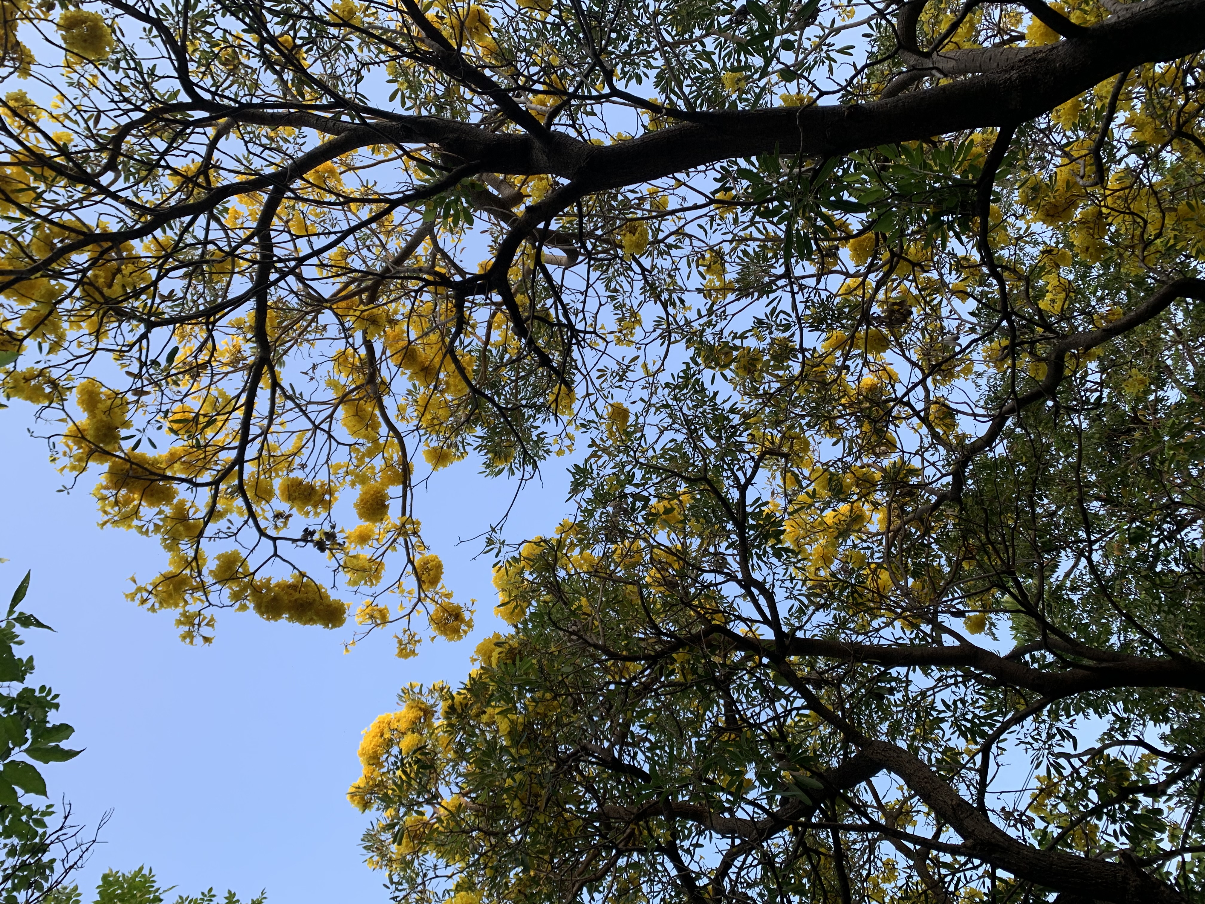 Chatuchak Park207.jpg