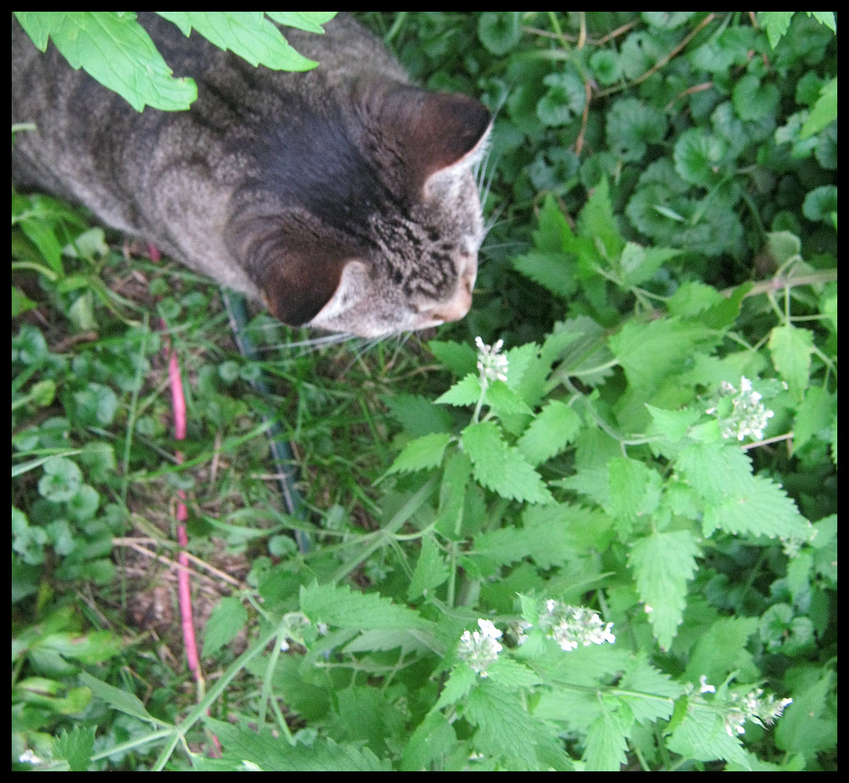 JJ smelling the cat mint.JPG