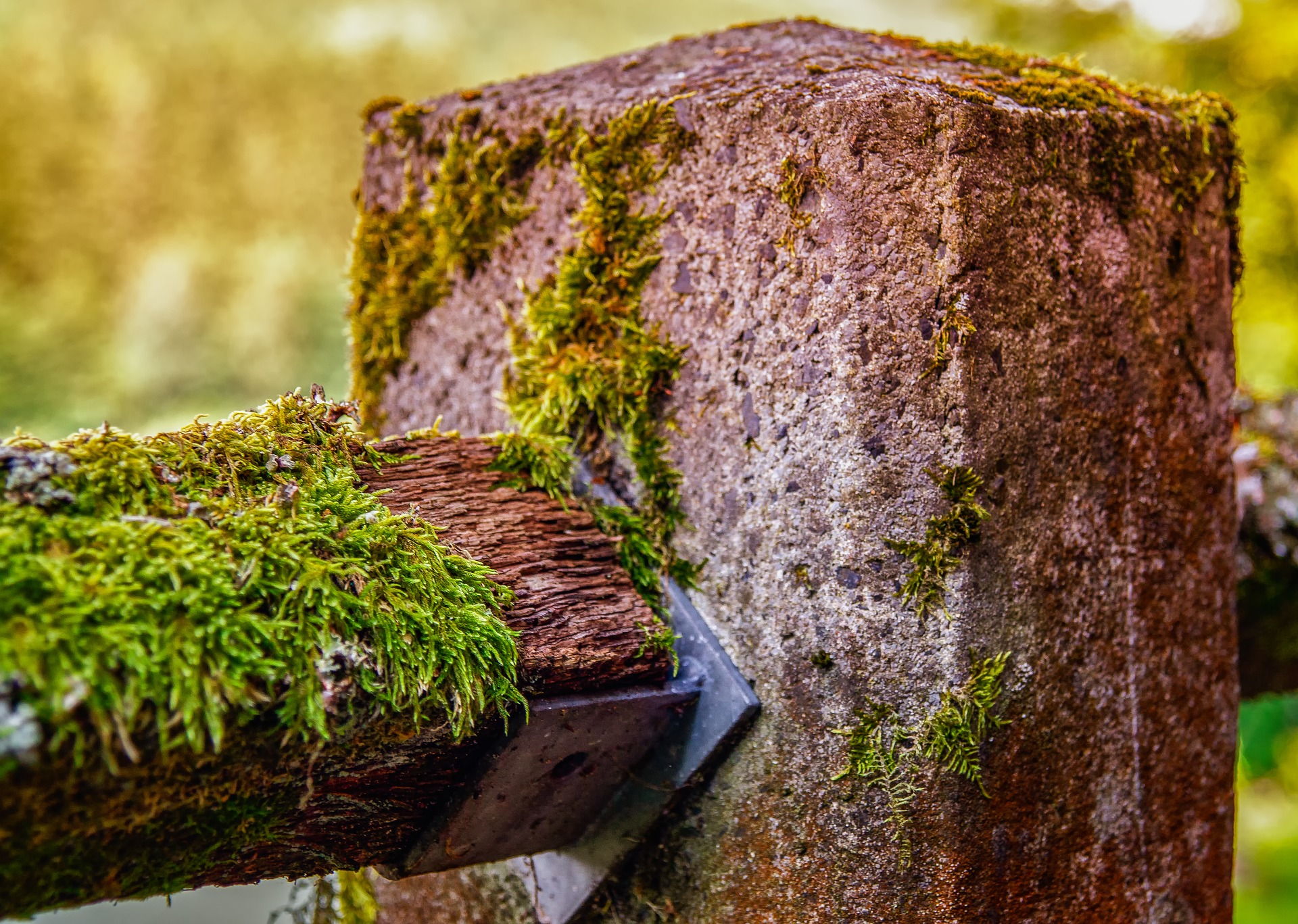 nature-3493870_1920.jpg