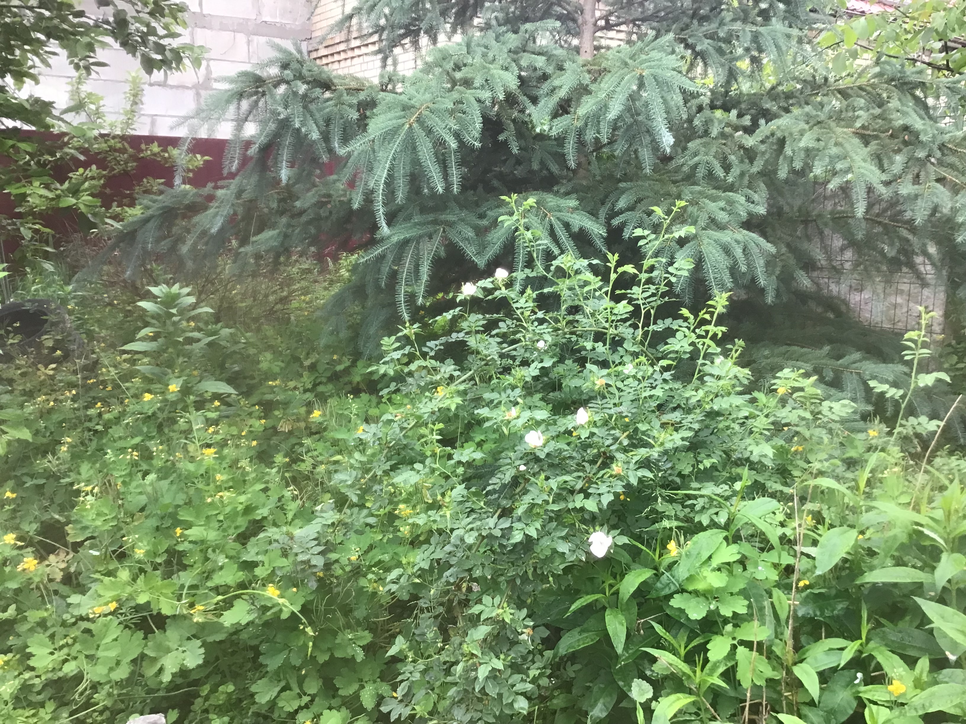 IMG_5681.jpeg
