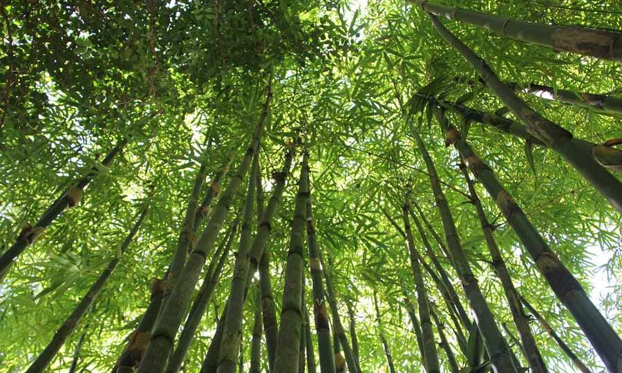 The-bamboo-tree-Motivational-Story.jpg