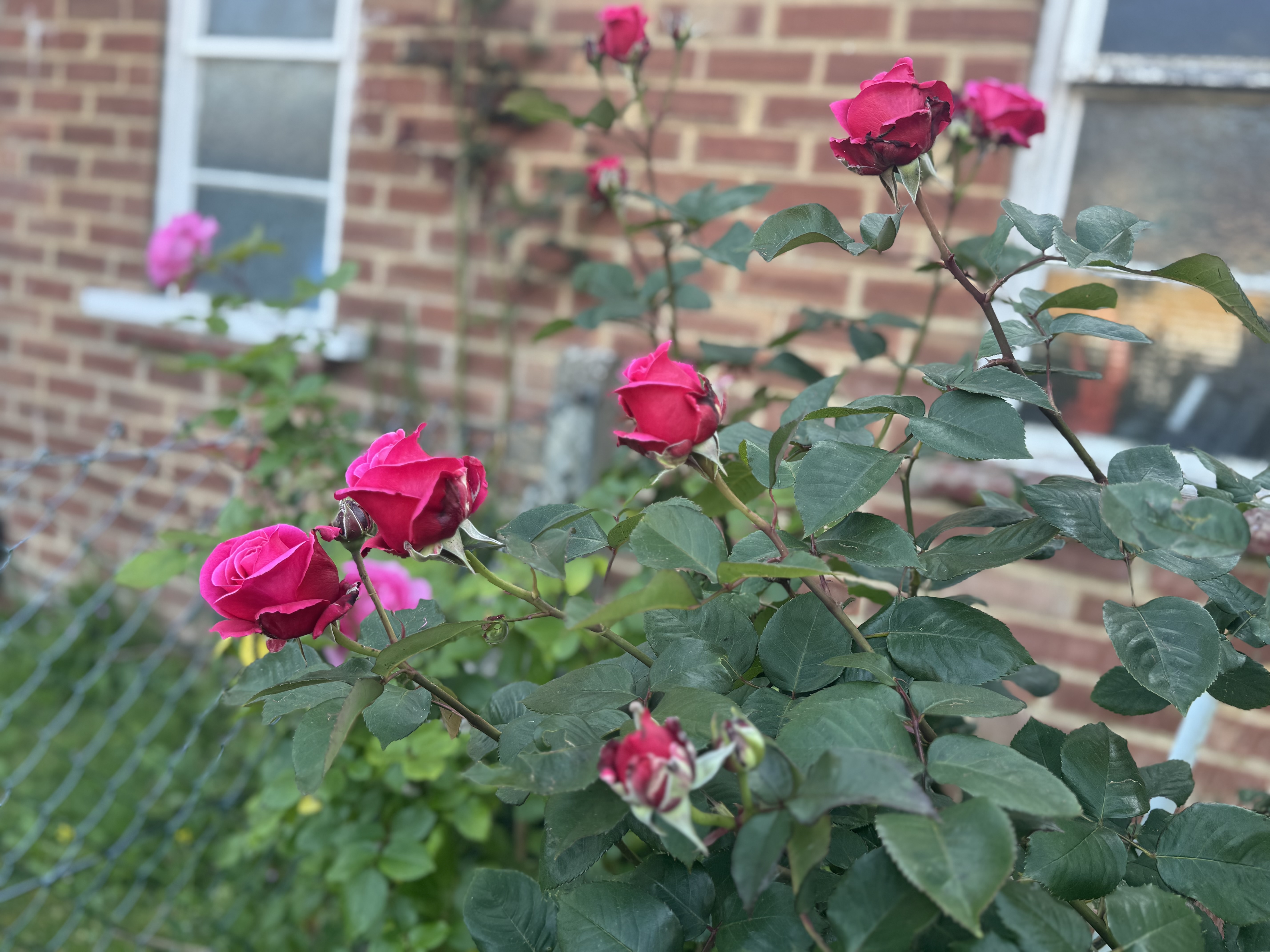 IMG_3171.jpeg