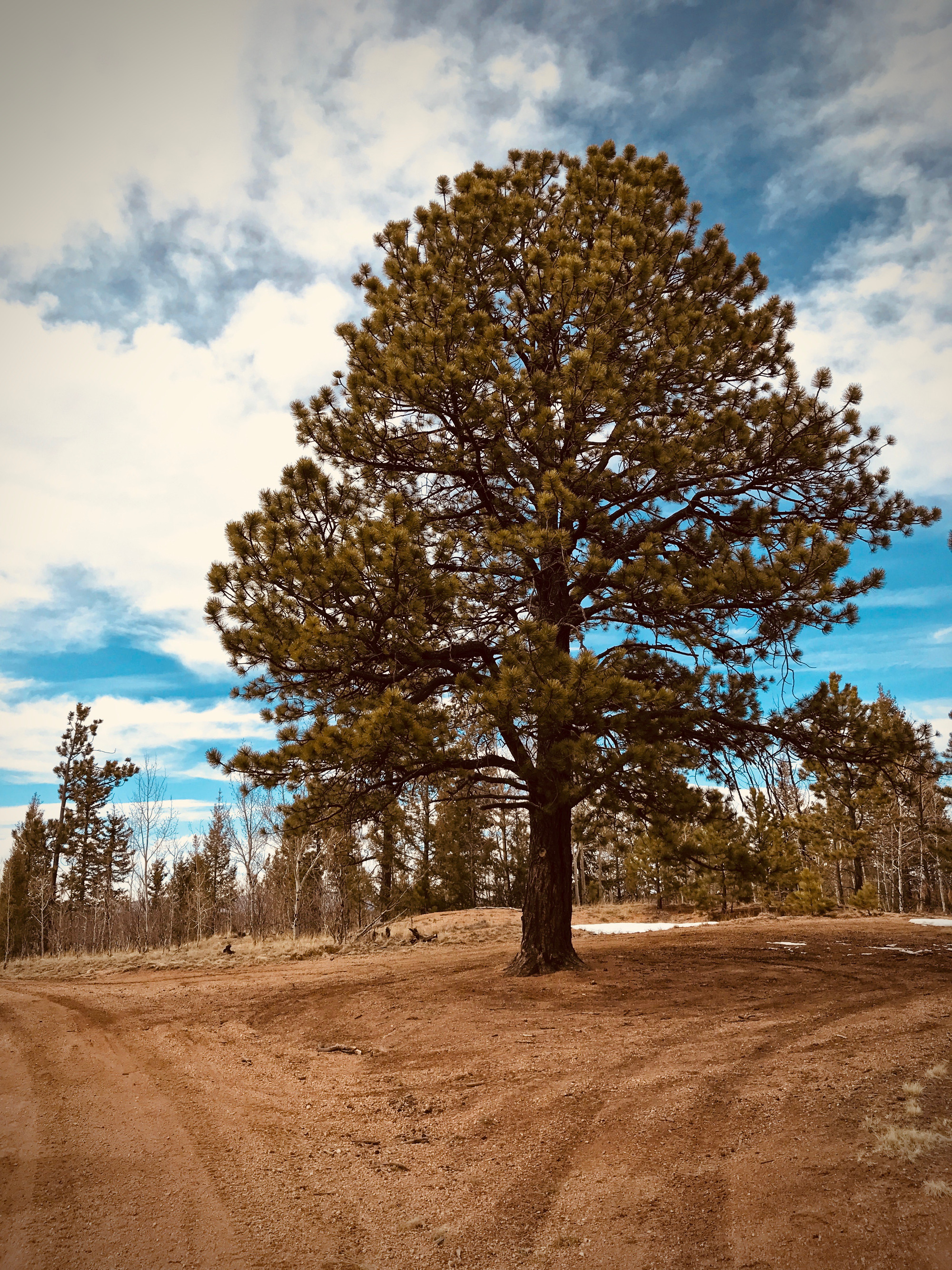 the fucking tree.jpg