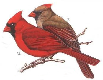 bird5.jpg