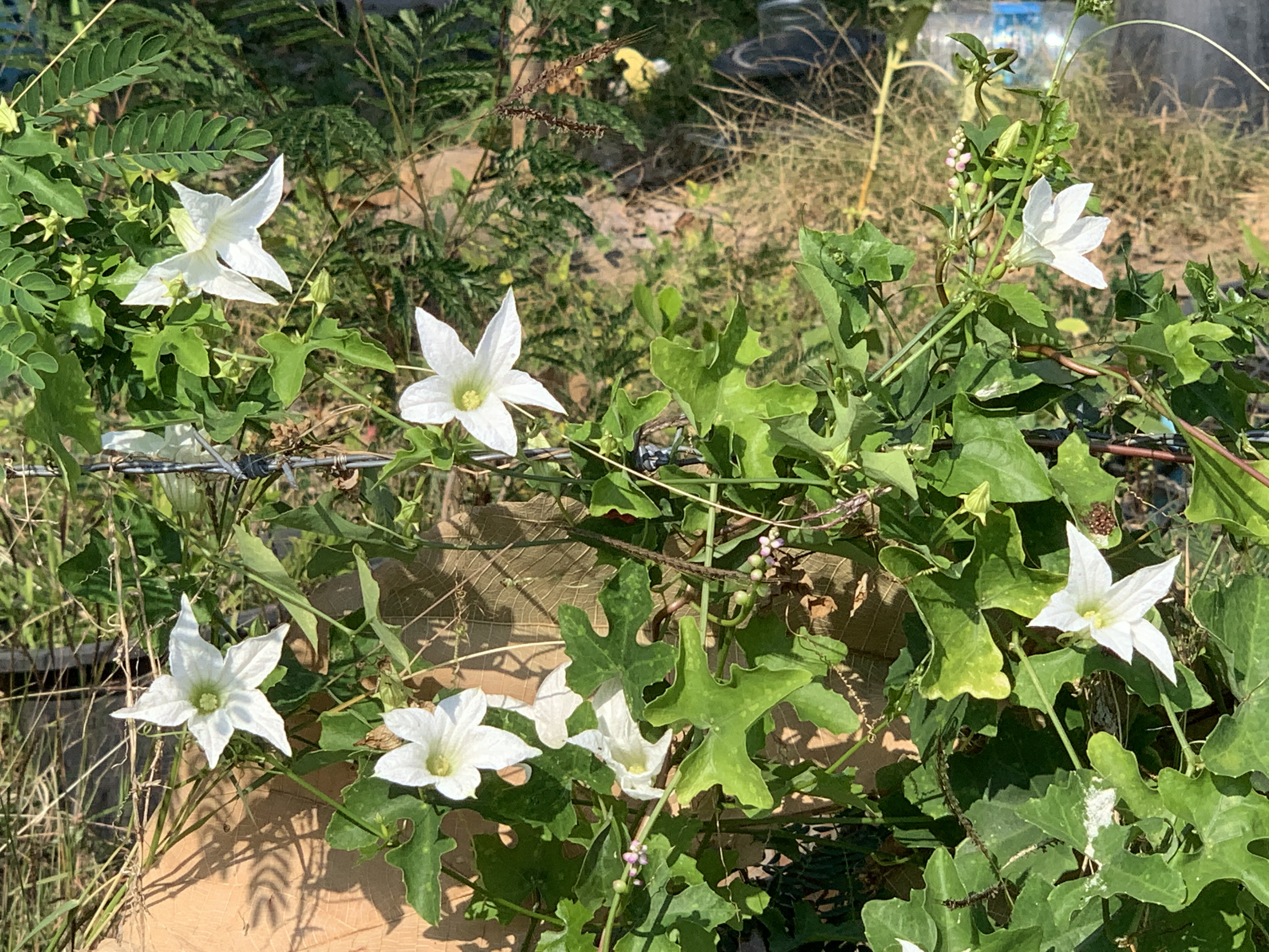 Gorgeous white wildflowers10.jpg
