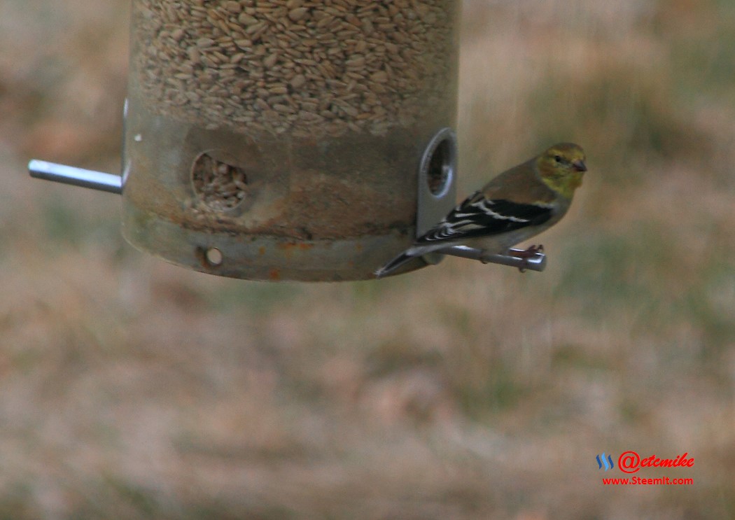 American Goldfinch PFW20-0034.JPG
