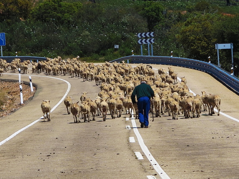 sheep-285344_960_720.jpg