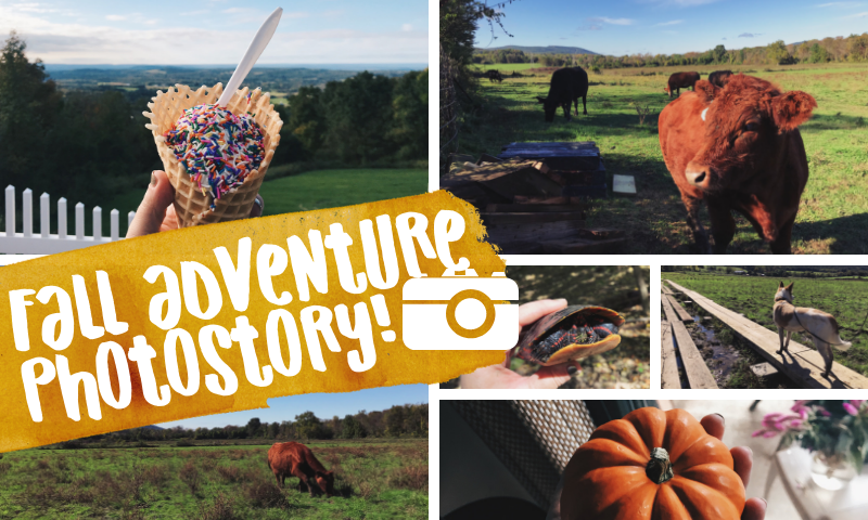 @dayleeo Steemit-Covers (7).png