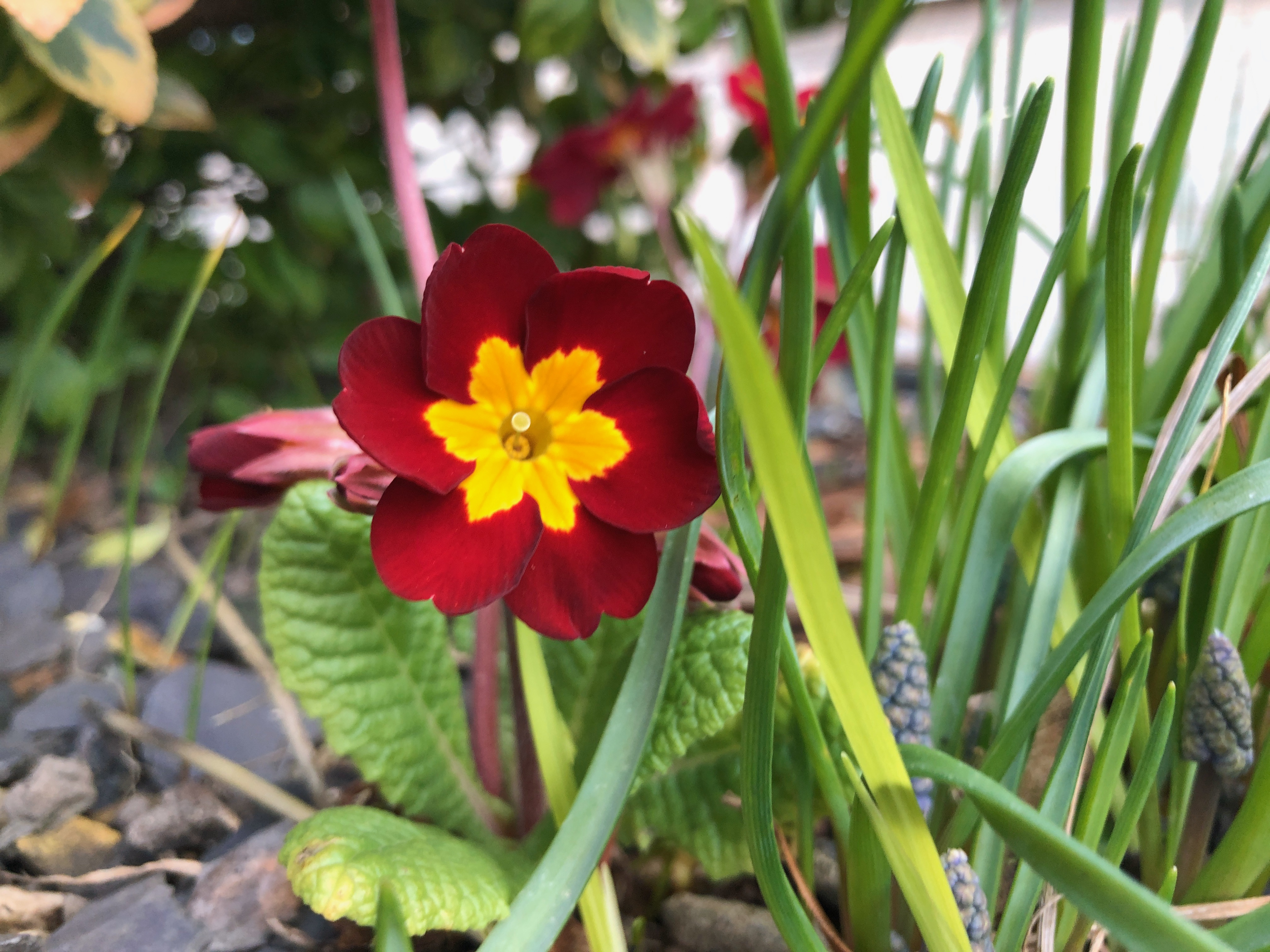 IMG_5001.jpeg