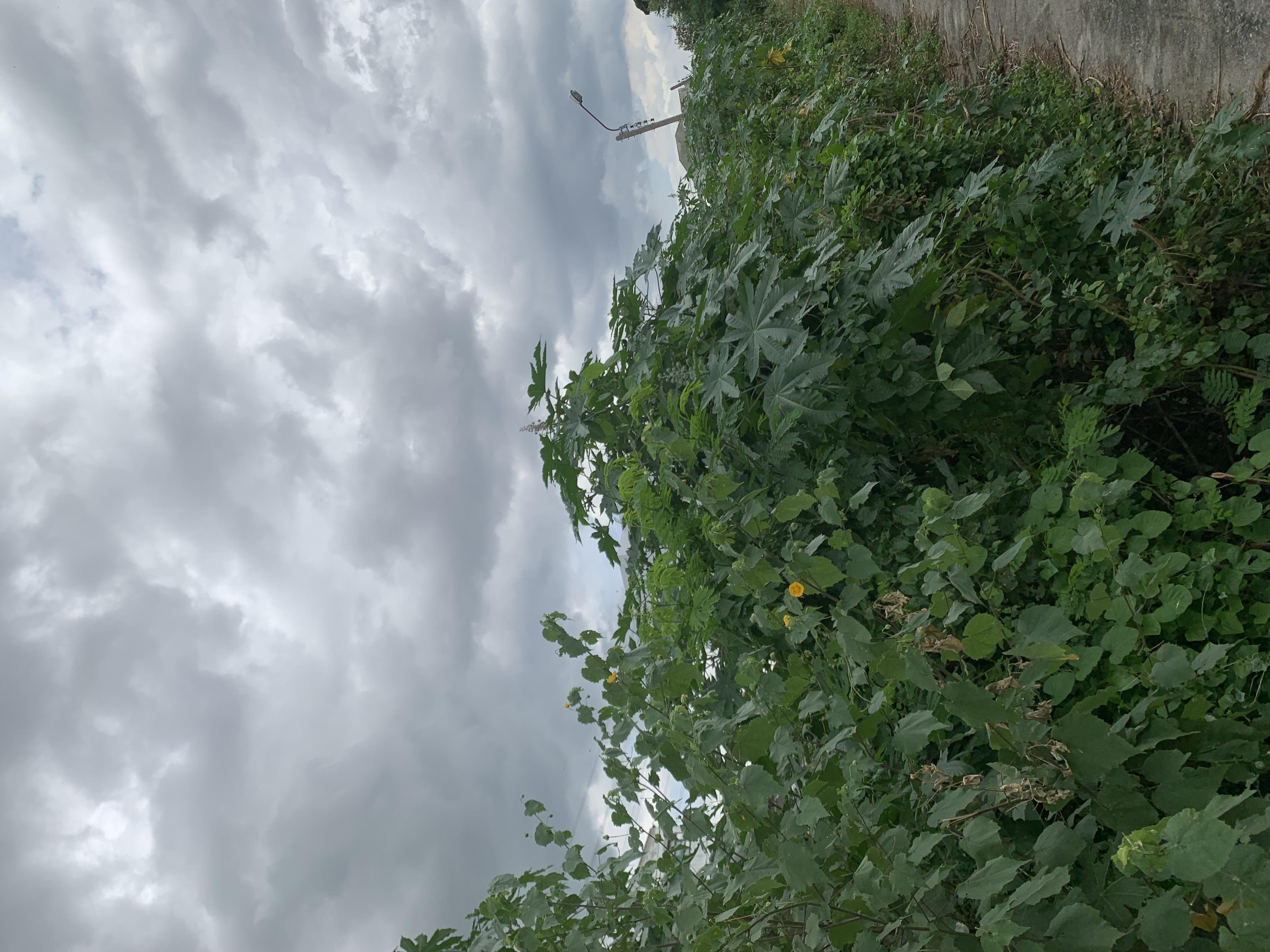 nature620.jpg