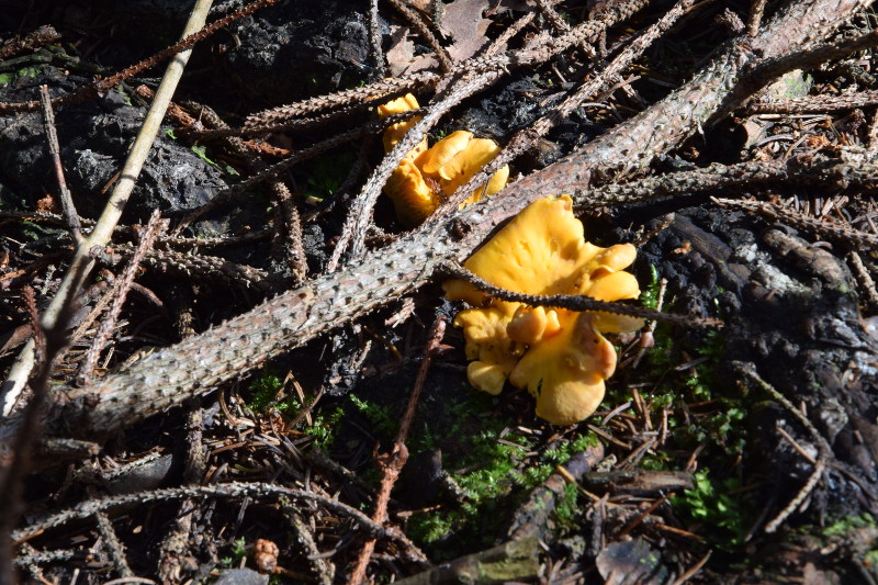 DSC_0117_800.JPG