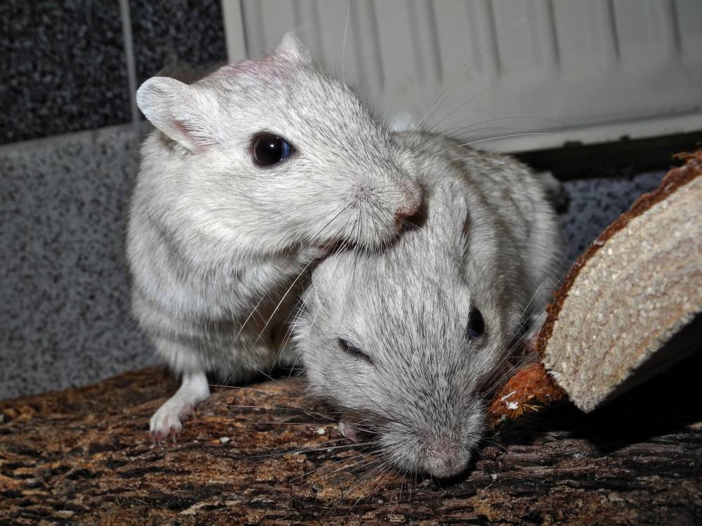 Rennmaus Bild des Tages