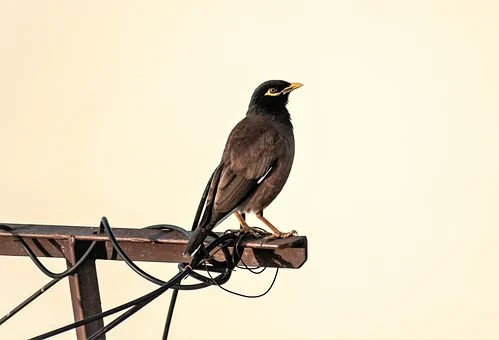 bird-7889253__340.webp