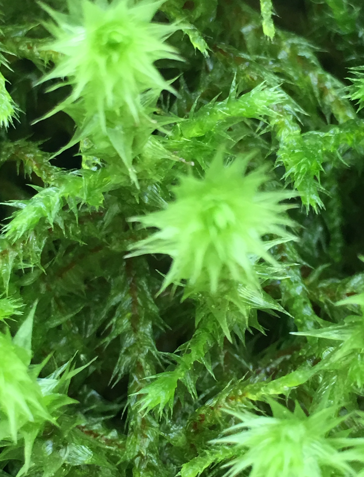 moss2.jpeg