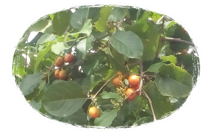 salsa ciruela 1.jpg