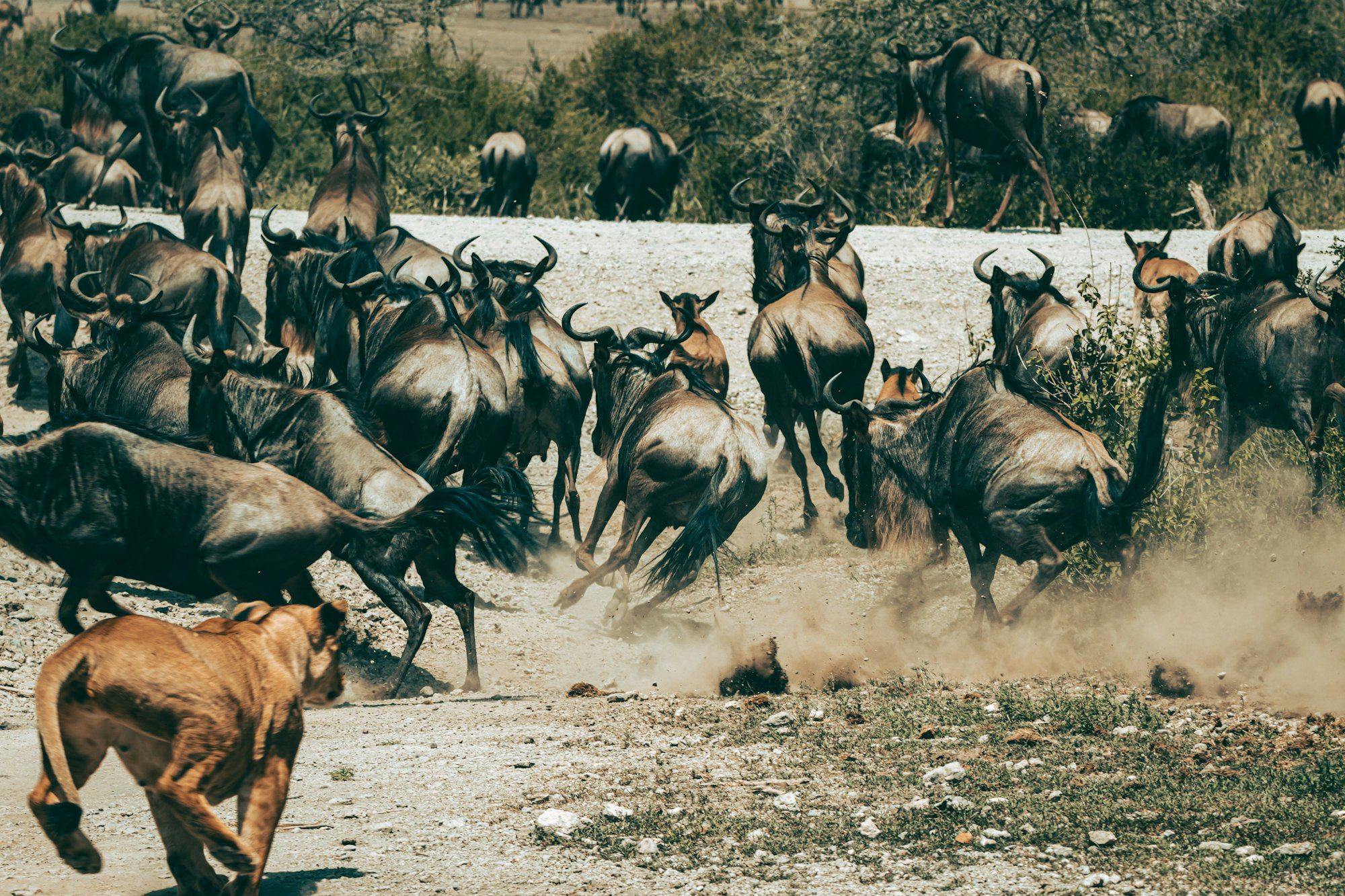 Best Reasons for Famous Serengeti Safari in Tanzania.jpg